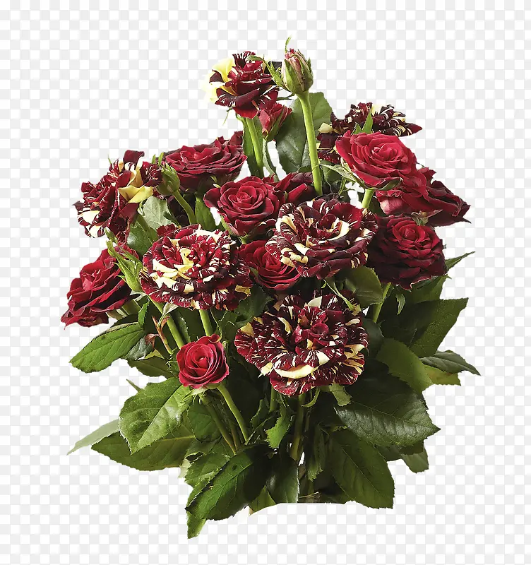 黑红色鲜艳的玫瑰花