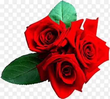 红色高清婚礼玫瑰花