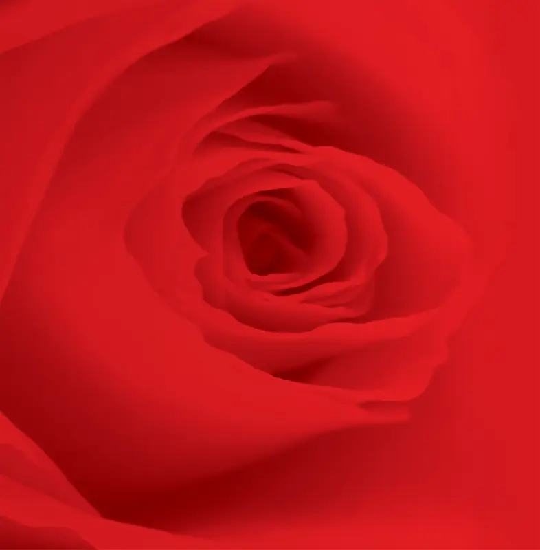 红色绽放唯美玫瑰花