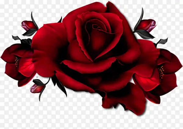 一朵红色的玫瑰花