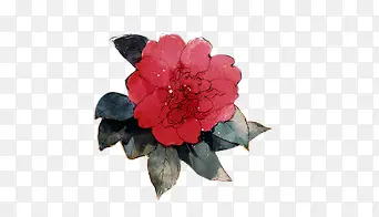 红色花朵手绘玫瑰花