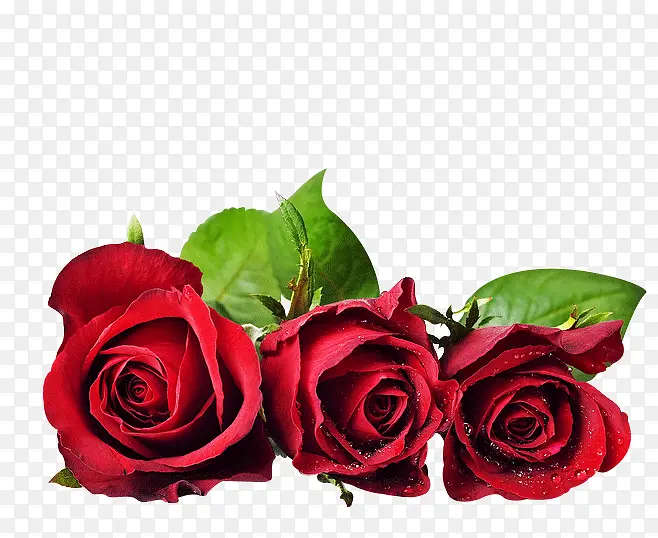 三只红色玫瑰花
