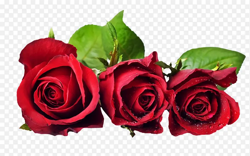 红色玫瑰花三朵玫瑰花