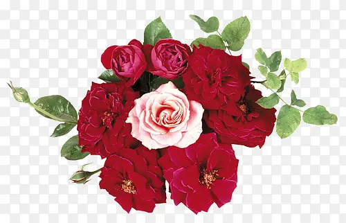 创意植物红色的玫瑰花