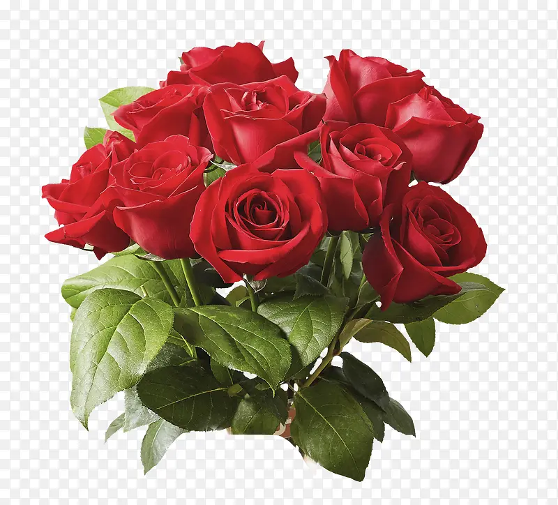 红色鲜艳的玫瑰花装饰
