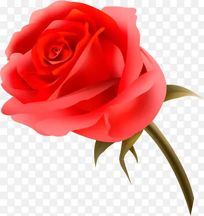 红色热情玫瑰花植物