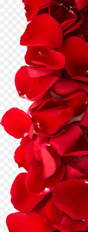 高清摄影红色的玫瑰花花瓣