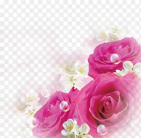 情人节粉红色玫瑰花