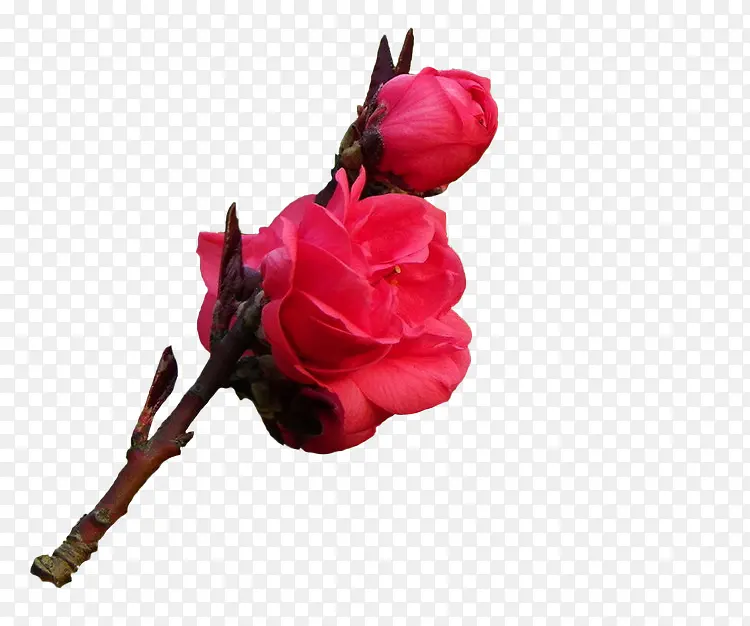 红色花朵玫瑰花装饰