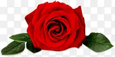 一朵鲜红色玫瑰花