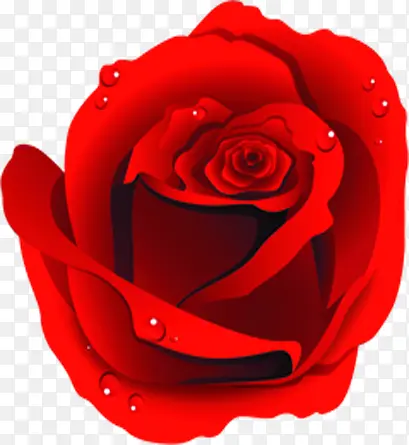水珠红色玫瑰花朵