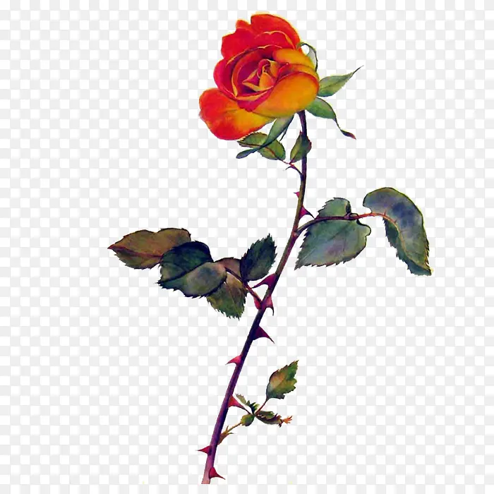 红色玫瑰花彩绘花朵