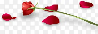 红色鲜花玫瑰植物节日礼物