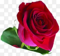 大红色玫瑰花朵情人节元素