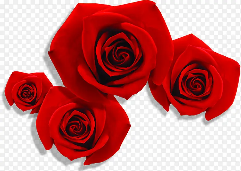 红色鲜花玫瑰花朵爱情
