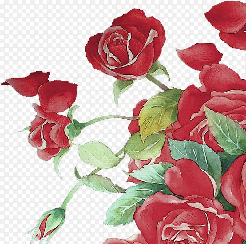 红色水彩艺术玫瑰花朵