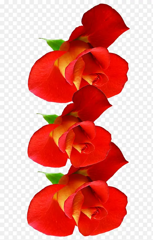 红色新鲜玫瑰花朵高清