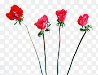 红色彩绘玫瑰花朵