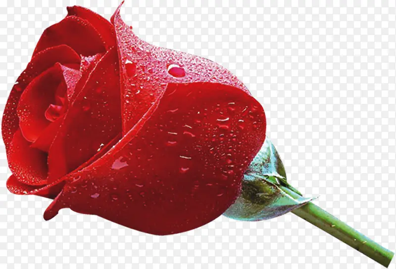 红色新鲜玫瑰花朵