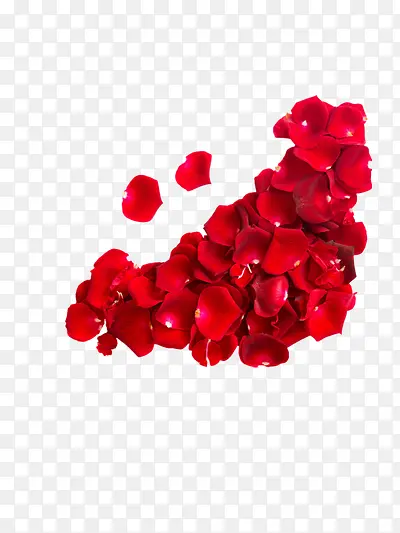 玫瑰花花瓣