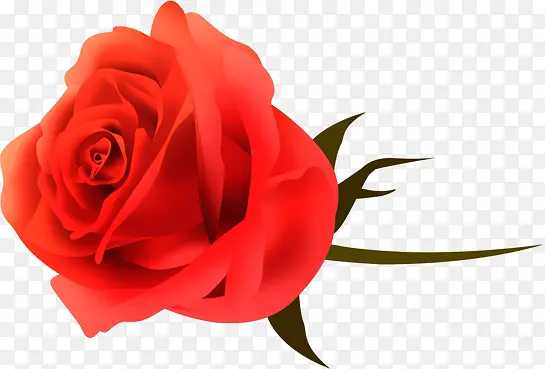红色手绘玫瑰花朵装饰