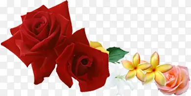 红色玫瑰花朵创意美景