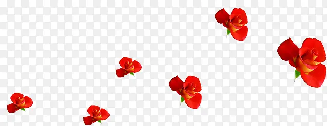 红色鲜艳花朵玫瑰