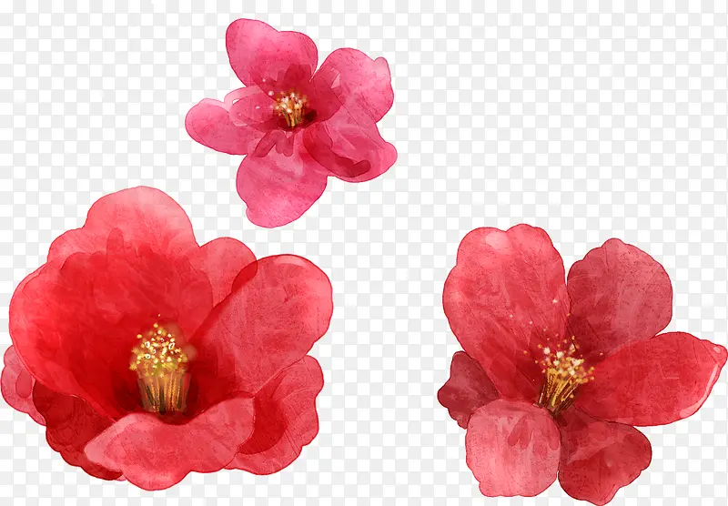 红色鲜花玫瑰植物