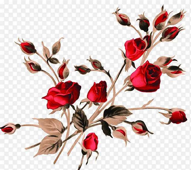 红色热情玫瑰花朵手绘