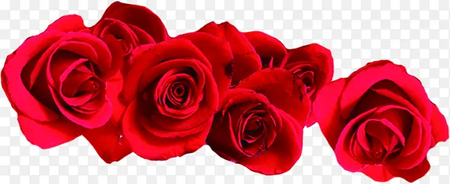 红色鲜花玫瑰花朵