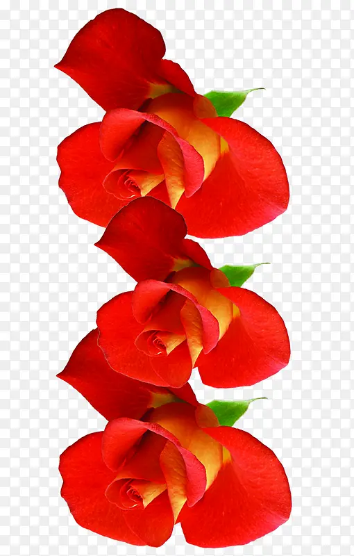 红色高清节日花朵玫瑰