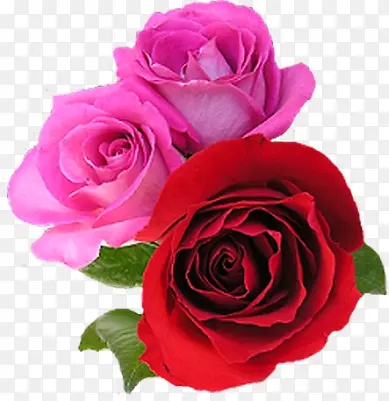 红色粉色新鲜玫瑰花朵