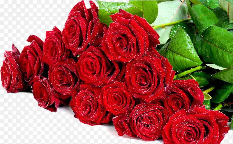 红色鲜花玫瑰植物情人节