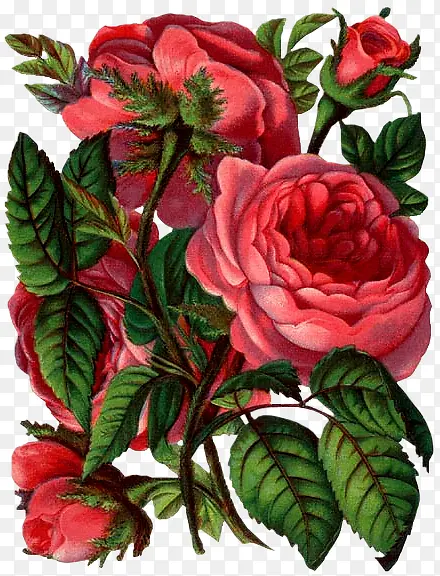红色手绘多层玫瑰