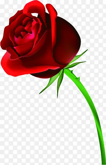 红色鲜花玫瑰植物装饰