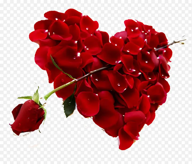 玫瑰花瓣与红色玫瑰高清图片图片