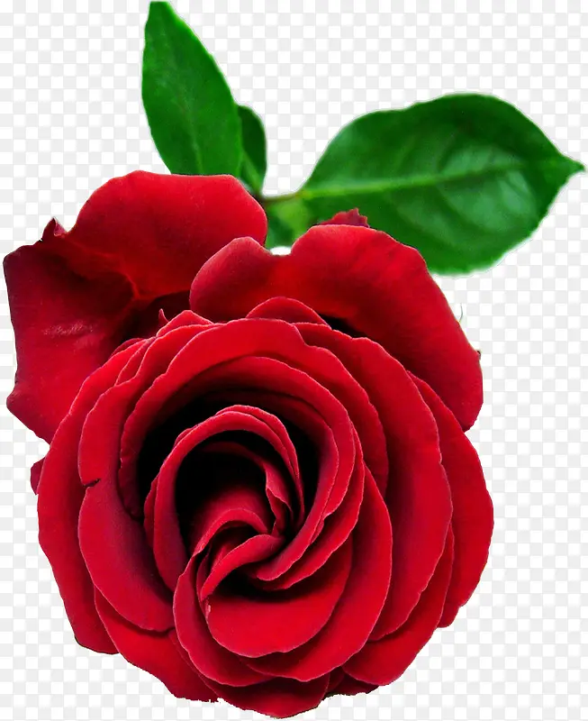 手绘红色清新玫瑰