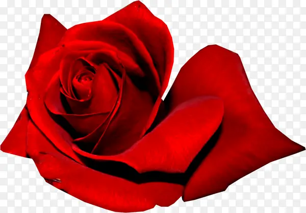 鲜艳的红玫瑰