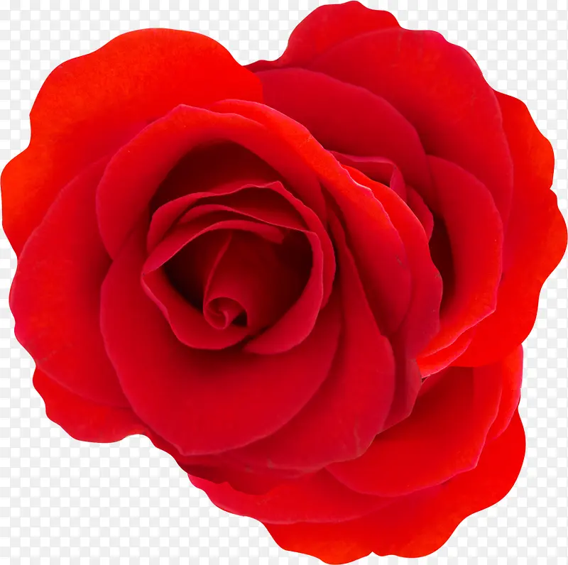 春天鲜艳红色玫瑰装饰