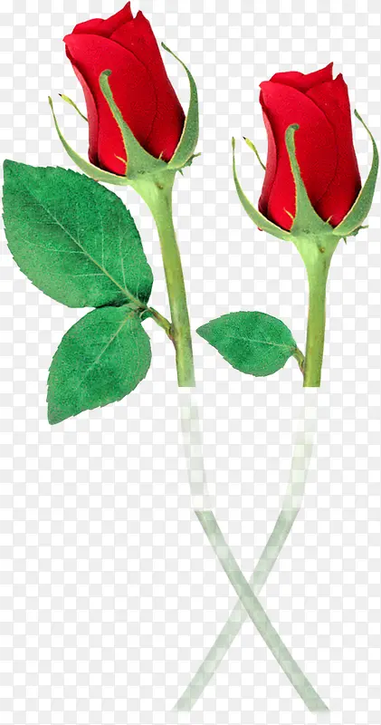 花径绿叶红色玫瑰