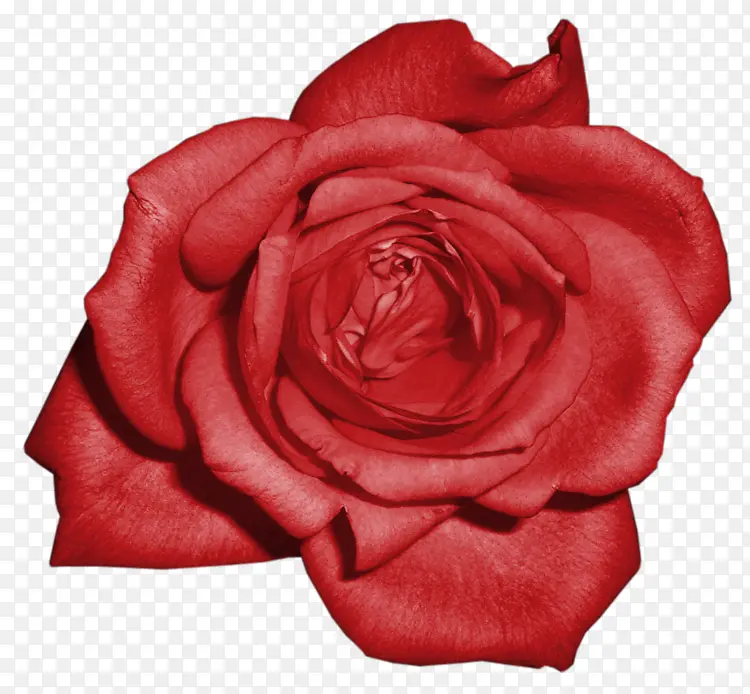 红色鲜艳绽放玫瑰