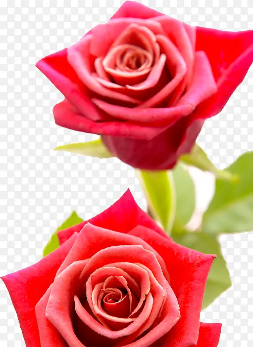 红色立体玫瑰盛开