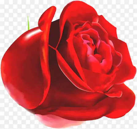 红色绽放鲜艳玫瑰