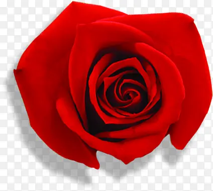红色鲜花玫瑰分层