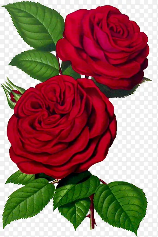 红色热情玫瑰花朵
