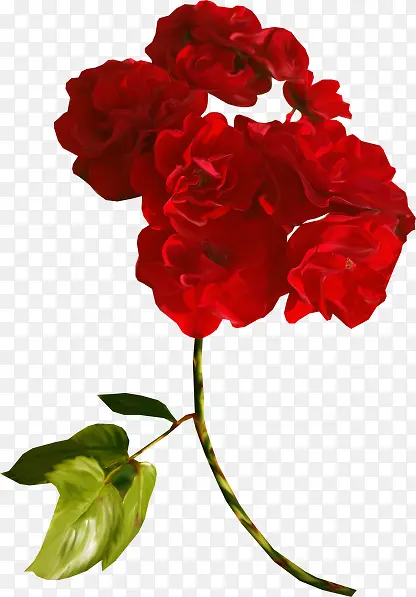 盛放的红玫瑰花