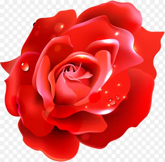 红色玫瑰手绘