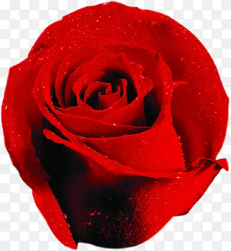 新鲜浪漫红色玫瑰