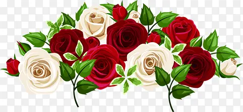 浪漫白红玫瑰花