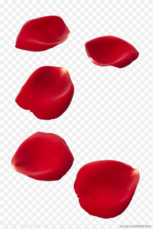 红色高清玫瑰花瓣